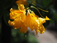 レンゲツツジに射す光