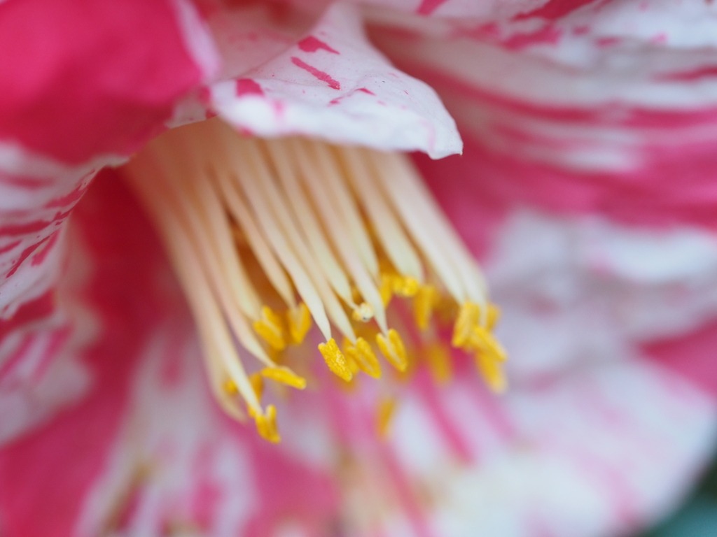紅白　明けましておめでとうございます