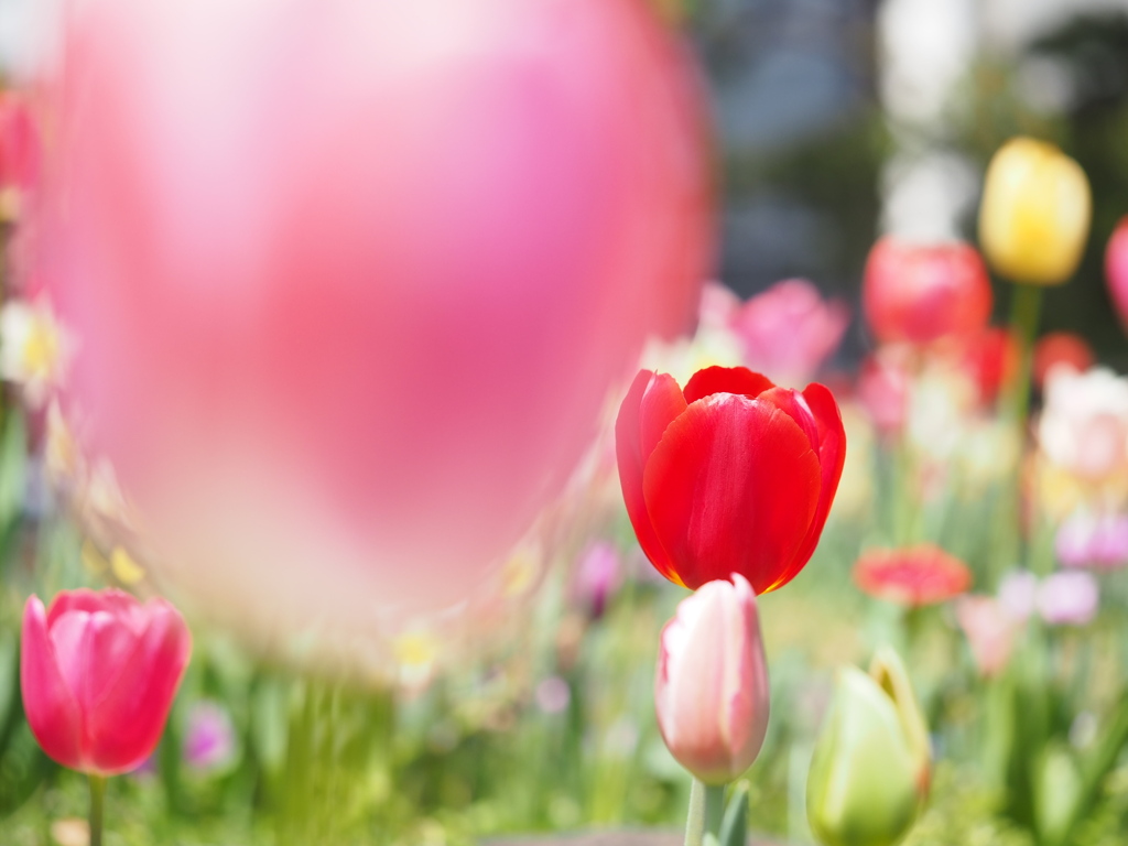 覗いてみたら、色々なチューリップ