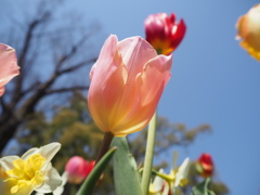 春の日差しを受けとめて