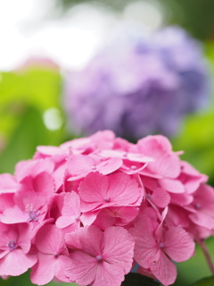 紫陽花