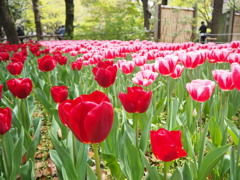 チューリップ畑