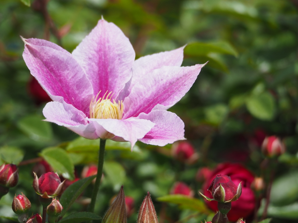 大きく開いて春です