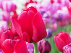 アイスチューリップ