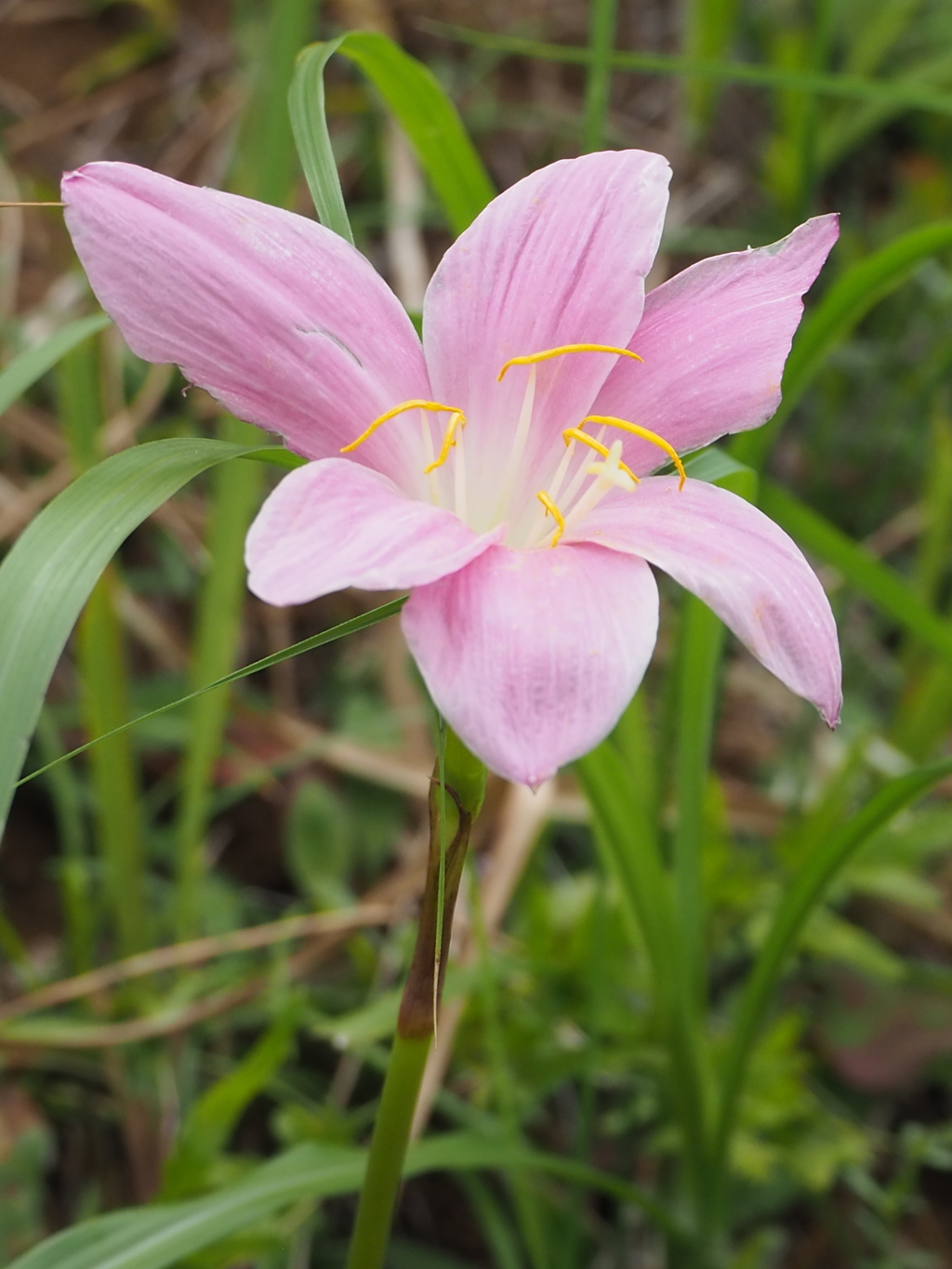 バッと、目を引く色でした。