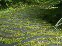 苔と瓦の道
