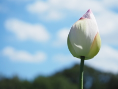 蓮のつぼみ