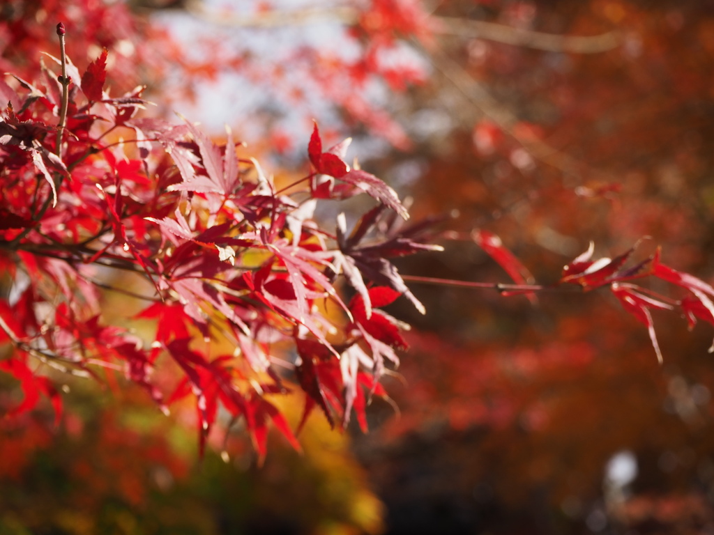 陽の当たるところ