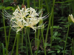 曼珠沙華