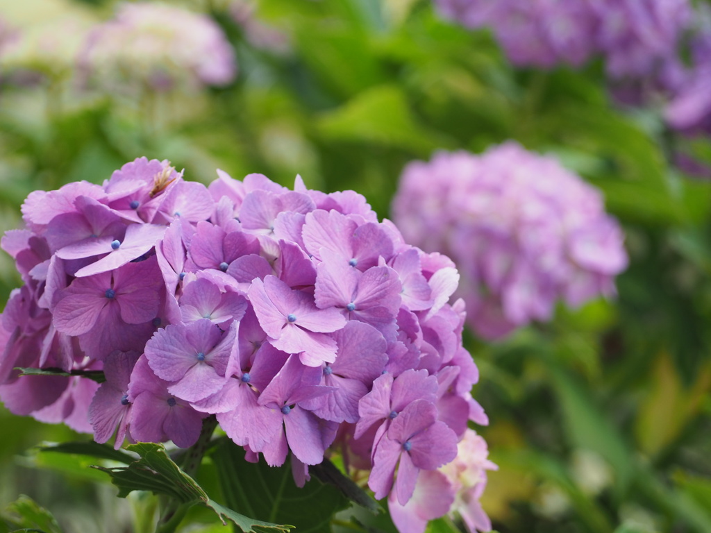 紫陽花の季節