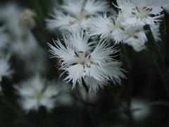 撫子