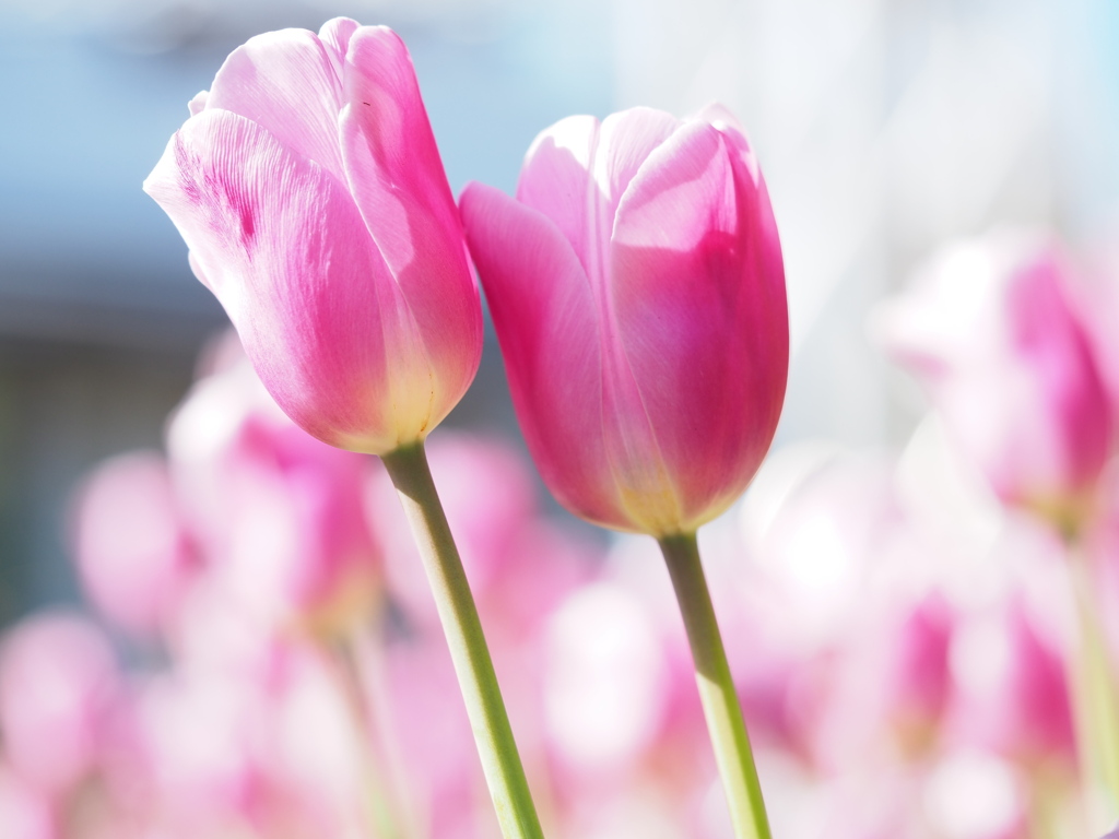 アイスチューリップ