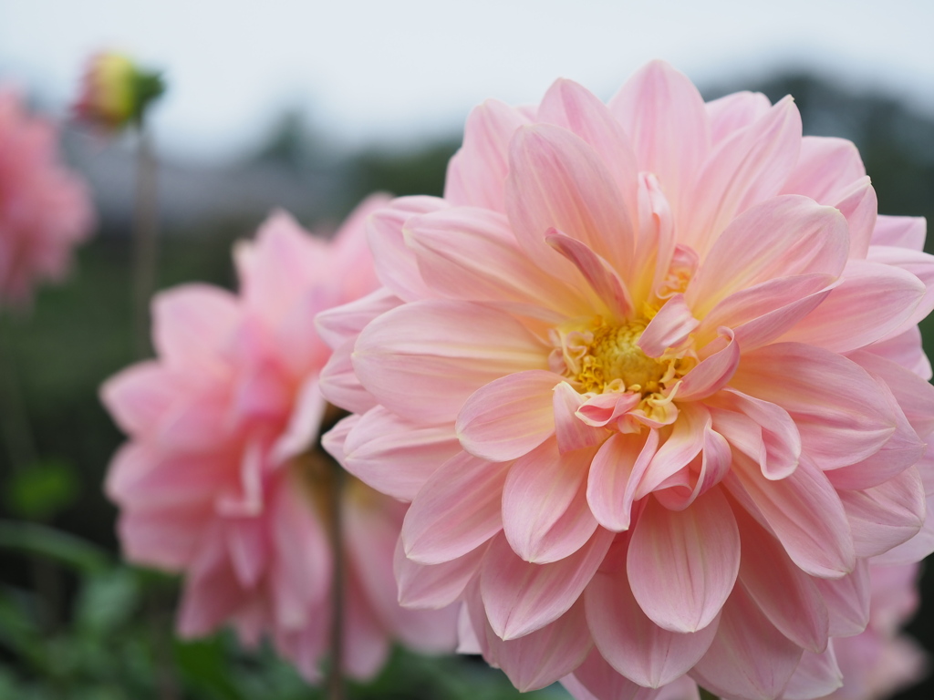 フェアウェイパイロット