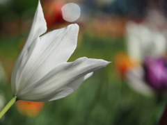 チューリップがさいたよ