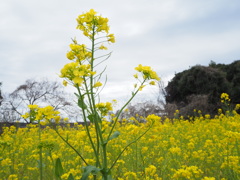 菜の花