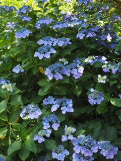 紫陽花