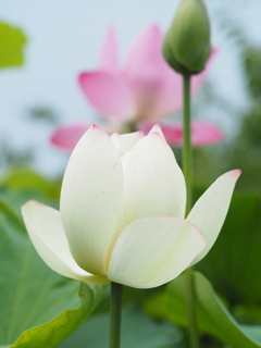 蓮の花