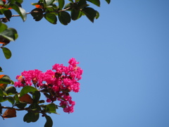 百日紅