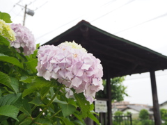 紫陽花の季節