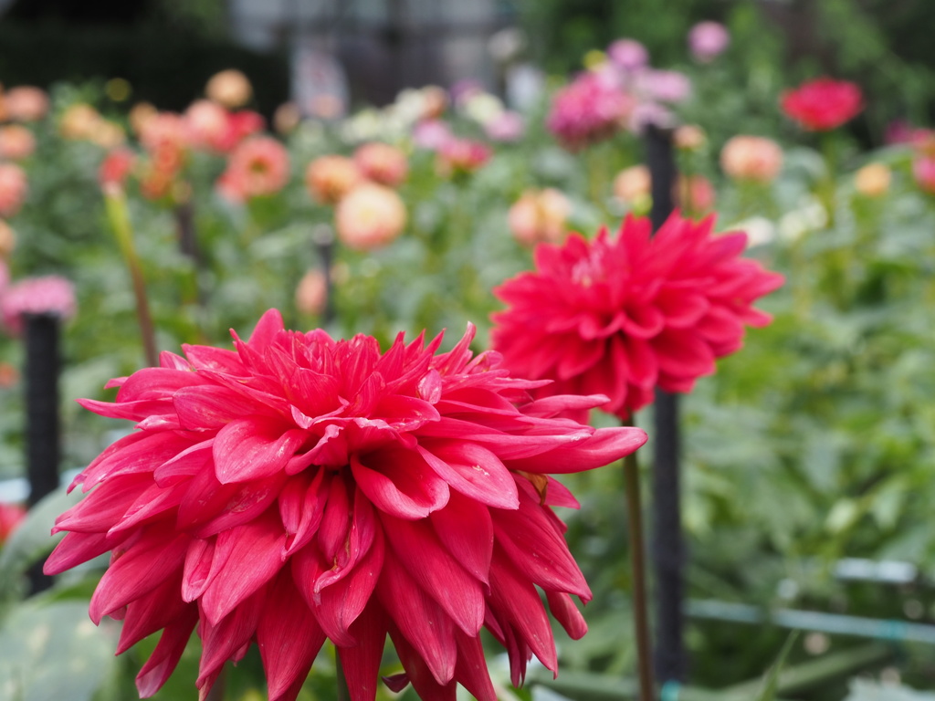 サマーパラダイス