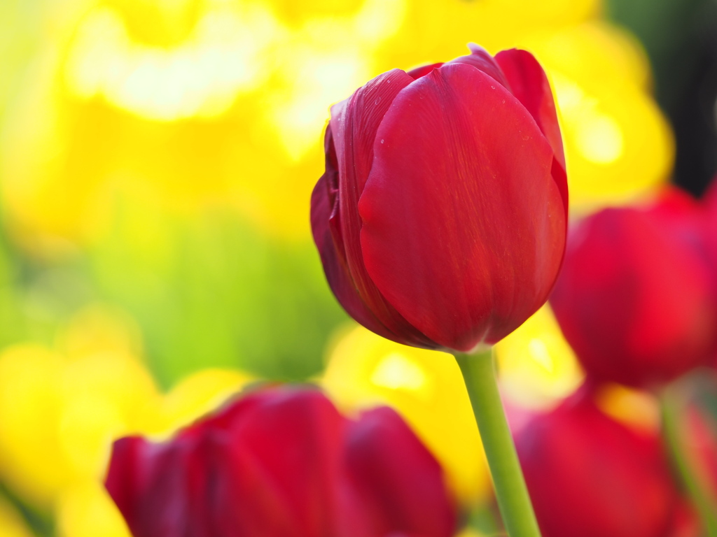 赤と黄色時々黄緑