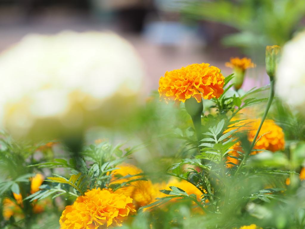 マリーゴールド