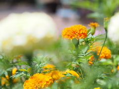 マリーゴールド