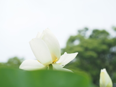 蓮の花