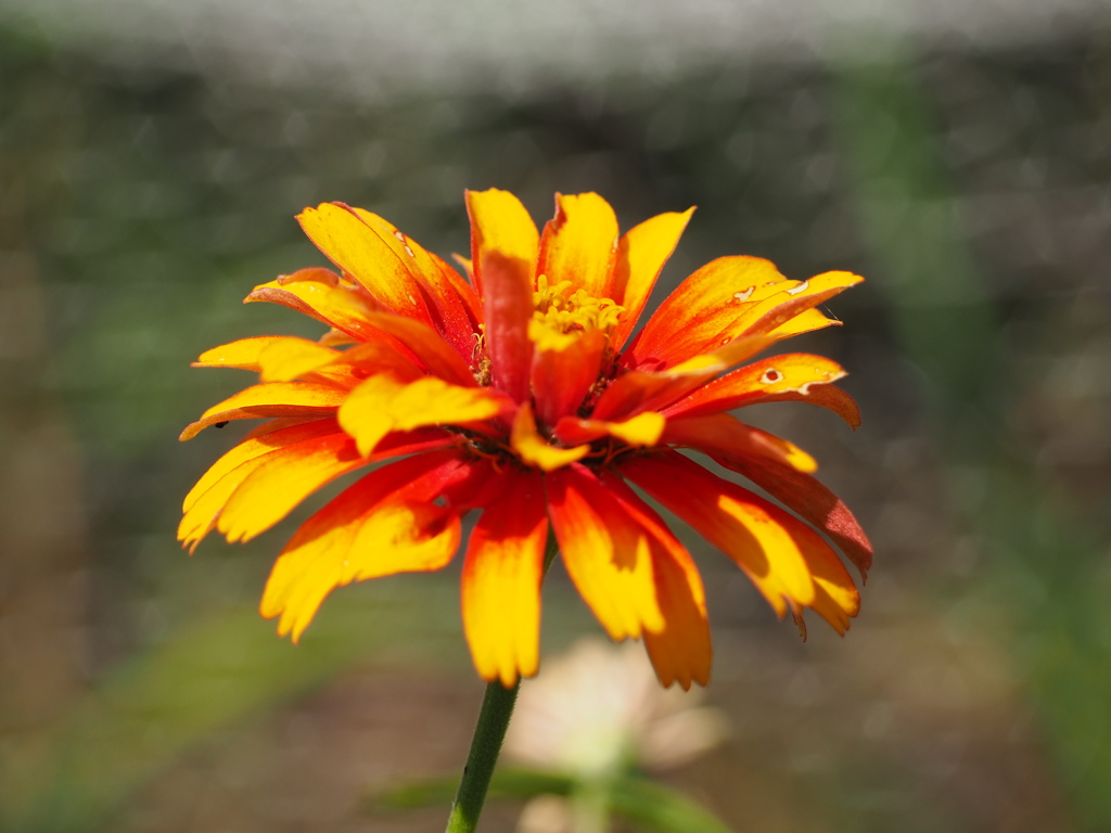 鮮やか　赤と黄色