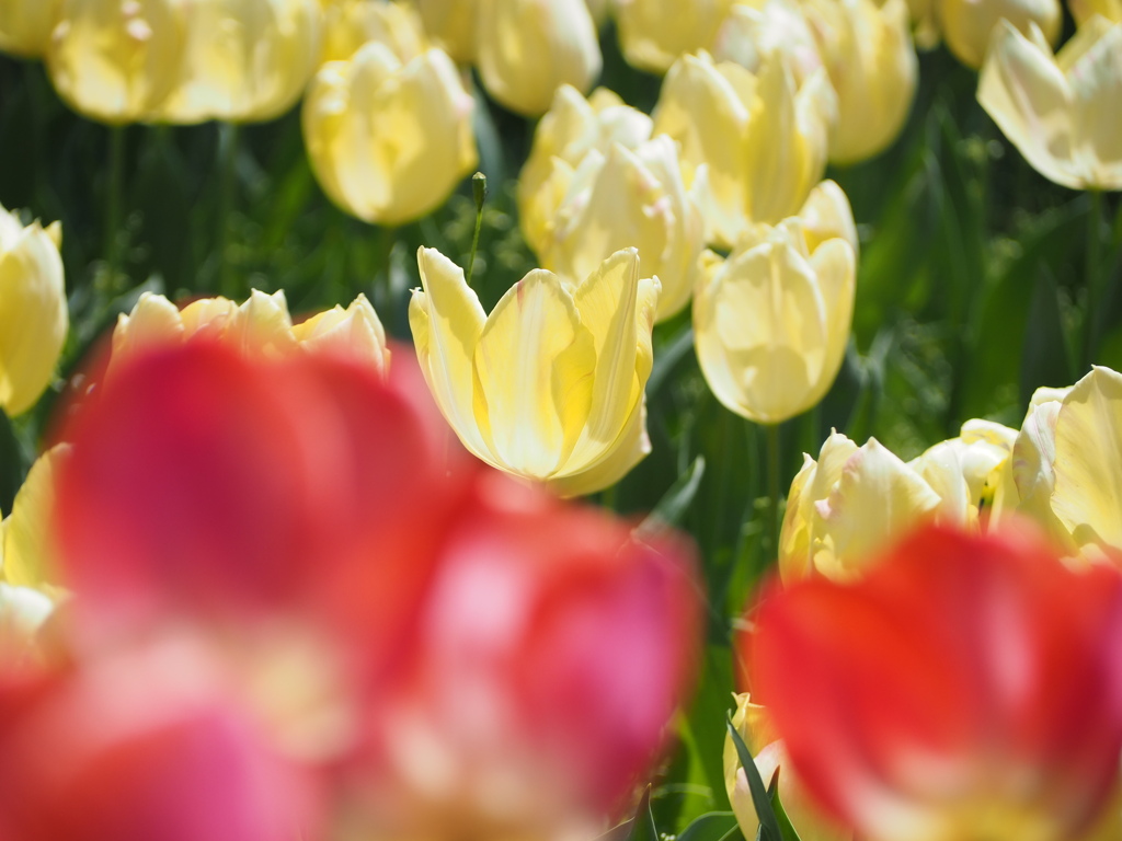 赤の向こうのチューリップ