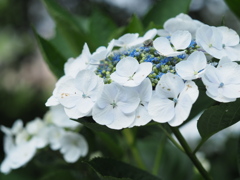 ガクアジサイ