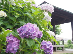 紫陽花