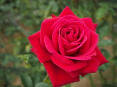 赤い薔薇