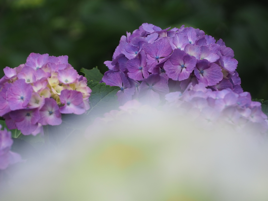 紫陽花