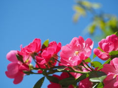 青空とバラ