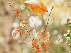 秋のなごり