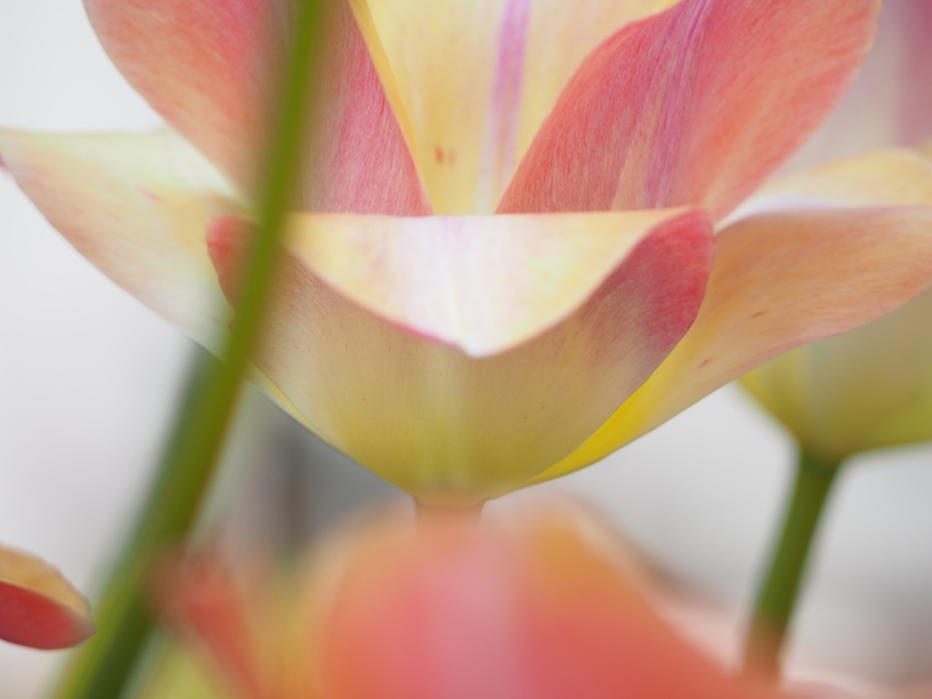 チューリップの花びら