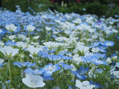 ネモフィラ