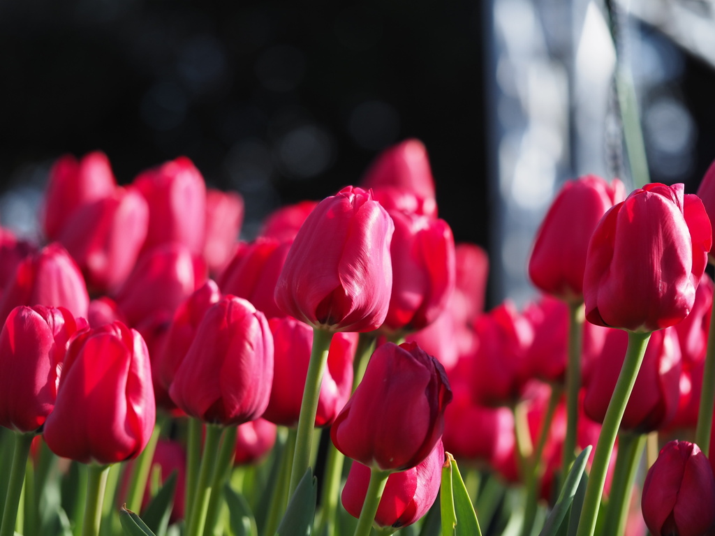 アイスチューリップ