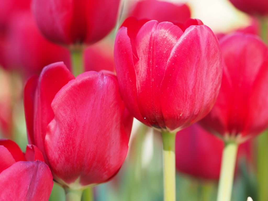 アイスチューリップ