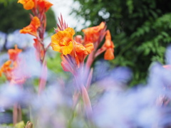 燃え立つように