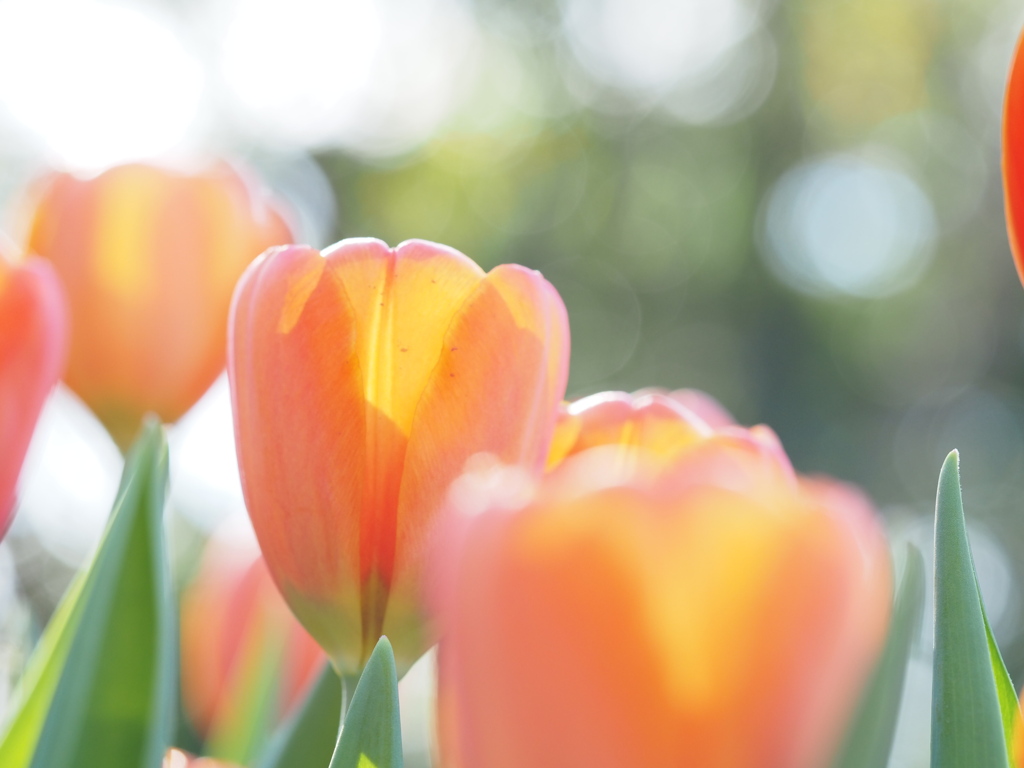 アイスチューリップ