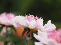 芍薬
