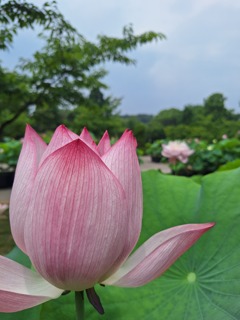 蓮の花