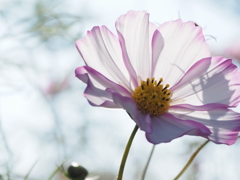 コスモス