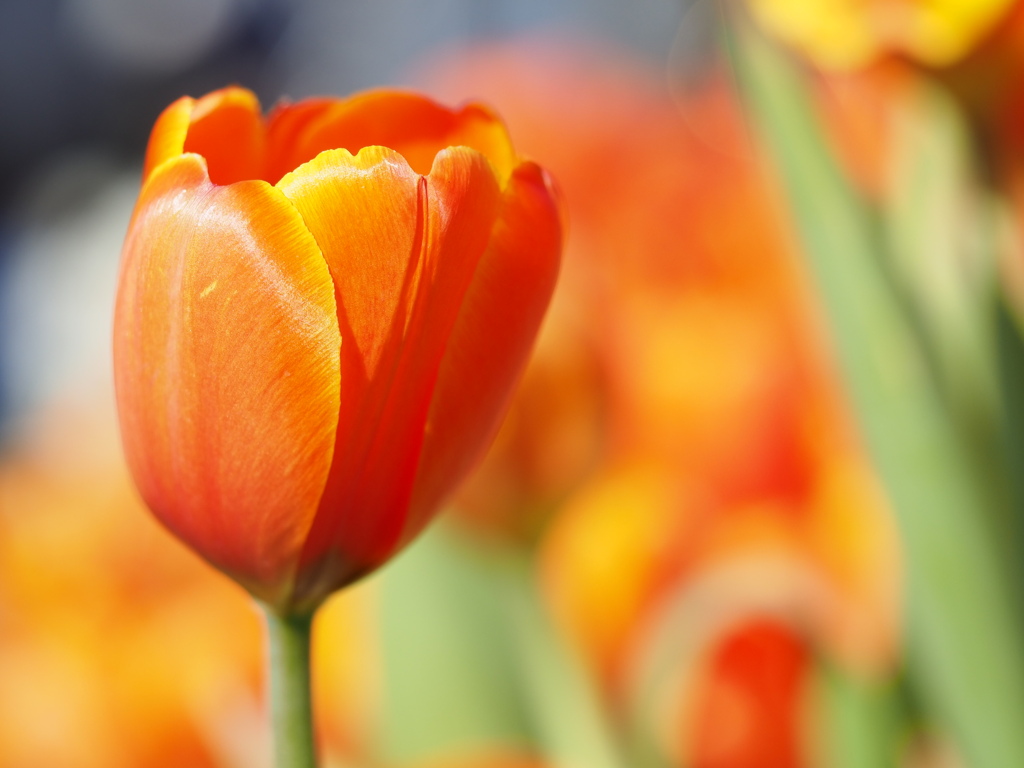 アイスチューリップ