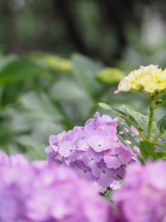 紫陽花