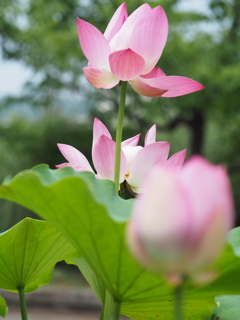 蓮の花
