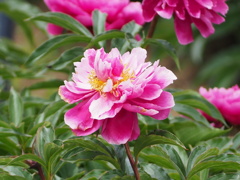 芍薬