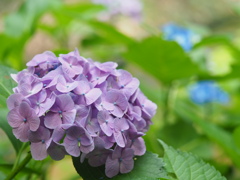 紫陽花